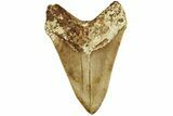 Serrated, Fossil Megalodon Tooth - Indonesia #214801-2